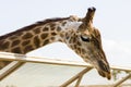 Close-up of the head of an African giraffe at the zoo