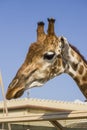 Close-up of the head of an African giraffe at the zoo