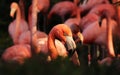 Close up of head american flamingo, Phoenicopterus ruber, from bushes. Head, eye, mouth, black beak. American flamingo is a large Royalty Free Stock Photo