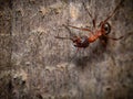 Close up on the head of an ant showing the mandibles Royalty Free Stock Photo