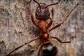 Close up on the head of an ant showing the mandibles Royalty Free Stock Photo