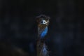 Close up head of australia emu bird Royalty Free Stock Photo