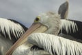 Close up of the head of Australian pelican.