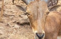 Close up head of Barbary sheep Ammotragus lervia Royalty Free Stock Photo