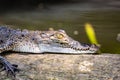 Close up on the head of a basking crocodile