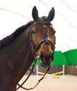 Close up of the head of a bay dressage horse with bridle and check-rein or martingale.