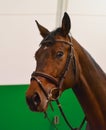 Close up of the head of a bay dressage horse with bridle and check-rein or martingale.
