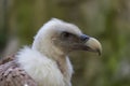 Close-up of head, beak and neck feathers of griffon vulture