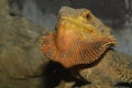 Close up head bearded dragons lizard