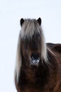 Close up of the head of a beautiful Icelandic Horse