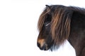 Close up of the head of a beautiful Icelandic Horse