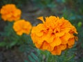 Close up head of beautiful orange marigold flower Tagetes erecta, Mexican, Aztec or African marigold in the garden Royalty Free Stock Photo