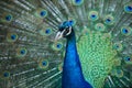 Close up peacock with beautiful tail spread at background