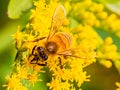 Close up head of Bee, insect, perhaps Western Honey bee on yellow flower, solidago, goldenrod flower Royalty Free Stock Photo