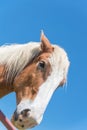 Belgian horse at American farm ranch close-up Royalty Free Stock Photo