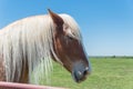 Belgian horse at American farm ranch close-up Royalty Free Stock Photo