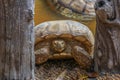 Close up head the big Sulcata tortoise in the garden Royalty Free Stock Photo