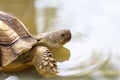 Close up head the big Sulcata tortoise in mini pool Royalty Free Stock Photo