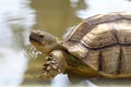 Close up head the big Sulcata tortoise in mini pool Royalty Free Stock Photo