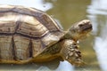 Close up head the big Sulcata tortoise in mini pool Royalty Free Stock Photo