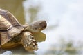 Close up head the big Sulcata tortoise in mini pool Royalty Free Stock Photo