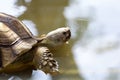 Close up head the big Sulcata tortoise in mini pool Royalty Free Stock Photo