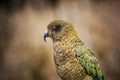 Close up head and bill of kea bird ,ground parrot in new zealand Royalty Free Stock Photo