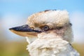 Close-up head of bird Kookaburra Dacelo novaeguineae Royalty Free Stock Photo