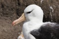 Close-up of the head of a black-browed Albatross on Saunders Island, Falkland Islands Royalty Free Stock Photo