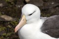 Close-up of the head of a black-browed Albatross on Saunders Island, Falkland Islands Royalty Free Stock Photo