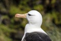 Close-up of the head of a black-browed Albatross on Saunders Island, Falkland Islands Royalty Free Stock Photo