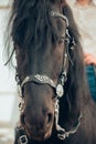 Close up of Head of black horse Royalty Free Stock Photo