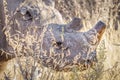 Close up of the head of a black rhino ( Diceros Bicornis), Etosha National Park, Namibia. Royalty Free Stock Photo