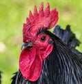 Close up of head of black rooster with red comb Royalty Free Stock Photo