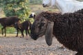 Close up head of black sheep in the flock of white sheeps