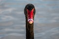 Close up of the head of a black swan Royalty Free Stock Photo