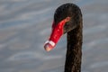 Close up of the head of a black swan with red beak Royalty Free Stock Photo