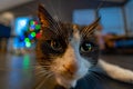 Close-up of the head of a black and white cat from Iceland staring at the camera with wide eyes and Christmas tree lights in the Royalty Free Stock Photo