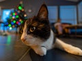 Close-up of the head of a black and white Icelandic cat looking to the left with wide eyes and Christmas tree lights in the Royalty Free Stock Photo