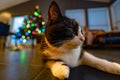 Close-up of the head of a black and white Icelandic cat looking to the right with wide eyes and Christmas tree lights in the