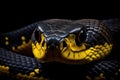 Close up of the head of a black and yellow royal kingsnake, Closeup of wild black yellow snake isolated on fl, AI Generated