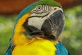 Close up of head of blue and gold Macaw parrot. Exotic colorful African macaw parrot, beautiful close up on bird face Royalty Free Stock Photo