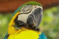 Close up of head of blue and gold Macaw parrot. Exotic colorful African macaw parrot, beautiful close up on bird face Royalty Free Stock Photo