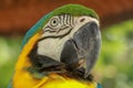 Close up of head of blue and gold Macaw parrot. Exotic colorful African macaw parrot, beautiful close up on bird face Royalty Free Stock Photo