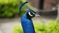 Close-up of the head of a blue male peacock against the background of green bushes in a zoo or in a natural park. Macro photo of a Royalty Free Stock Photo