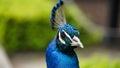 Close-up of the head of a blue male peacock against the background of green bushes in a zoo or in a natural park. Macro photo of a Royalty Free Stock Photo