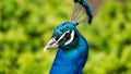 Close-up of the head of a blue male peacock against the background of green bushes in a zoo or in a natural park. Macro photo of a Royalty Free Stock Photo