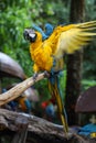 Close up head the Blue and yellow macaw parrot bird is beautiful bird show action wing Royalty Free Stock Photo