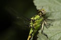 Close-up of the head and body of a dragonfly, a green riverdam, perched on a leaf of a currant bush. You Royalty Free Stock Photo