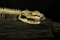 Close up head bone snake on black background Royalty Free Stock Photo